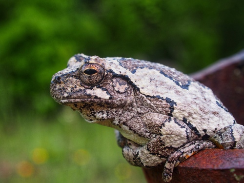 Gray Treefrog