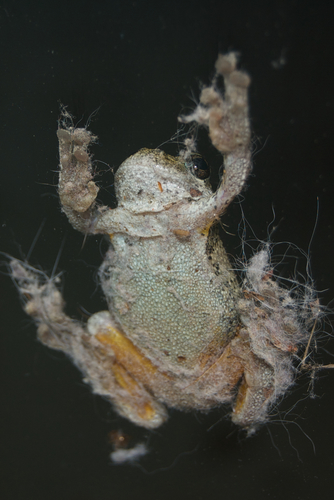 Gray Treefrog