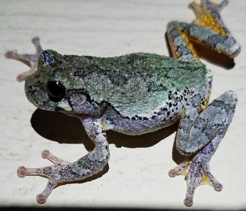 Gray Treefrog