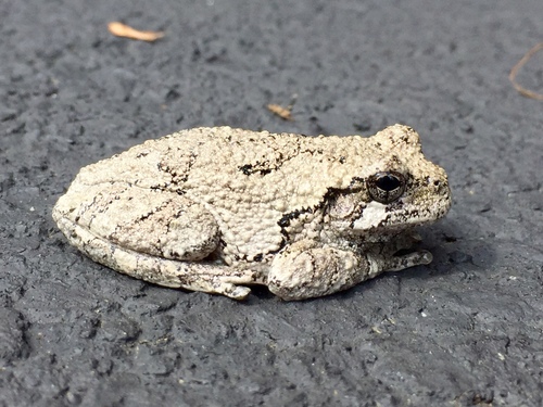 Gray Treefrog