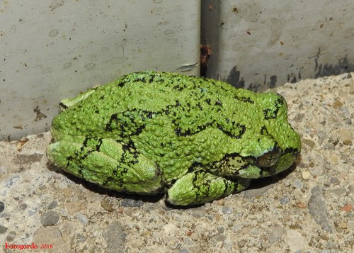 Gray Treefrog
