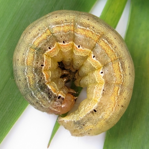 Armyworm Moth