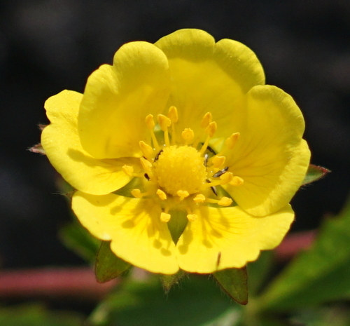 Creeping cinquefoil