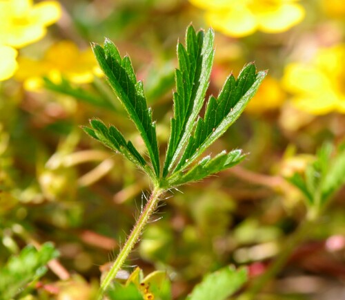 Creeping cinquefoil