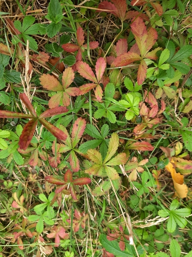 Creeping cinquefoil