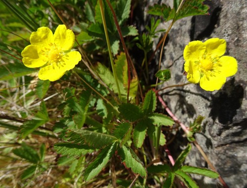Creeping cinquefoil