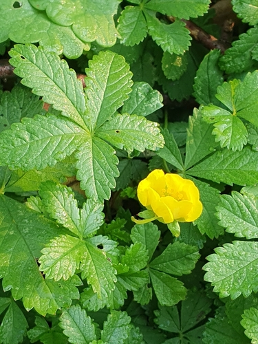 Creeping cinquefoil