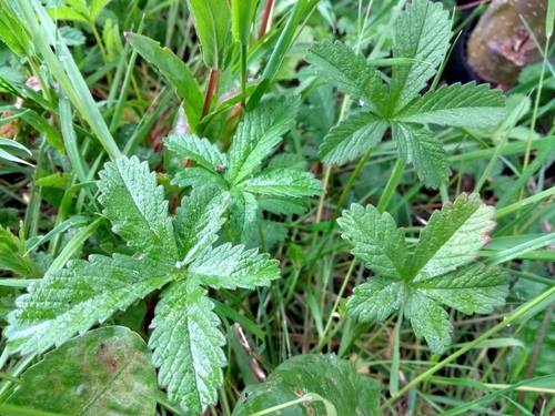 Creeping cinquefoil