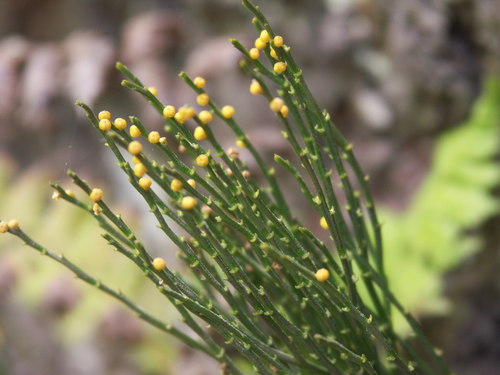 skeleton fork fern