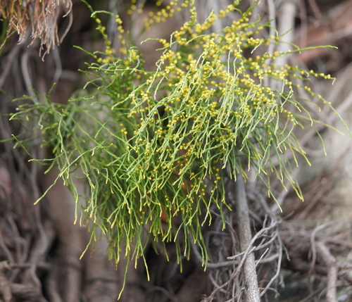 skeleton fork fern