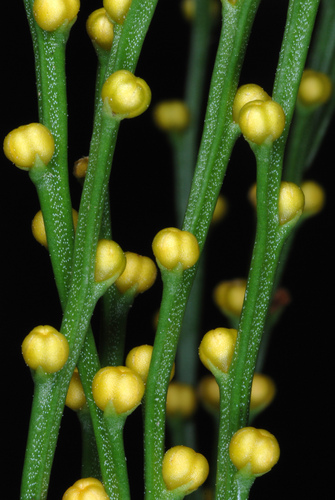 skeleton fork fern