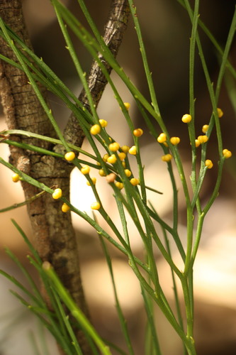 skeleton fork fern