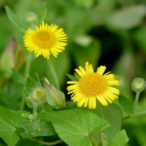 Common Fleabane