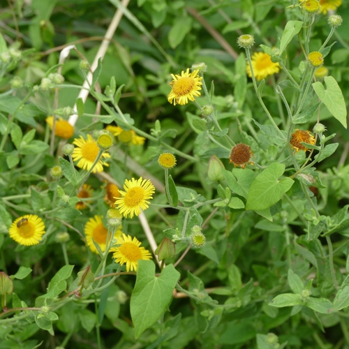 Common Fleabane