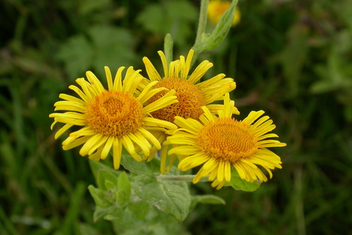 Common Fleabane