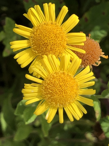 Common Fleabane