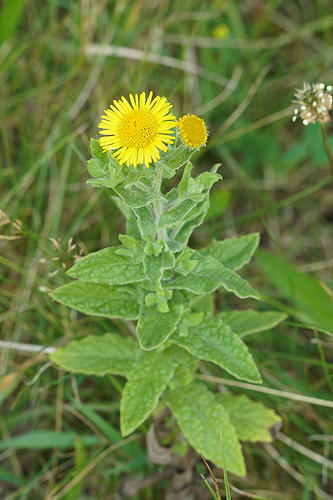 Common Fleabane