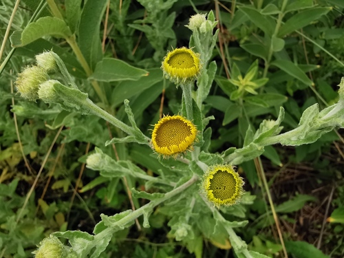 Common Fleabane