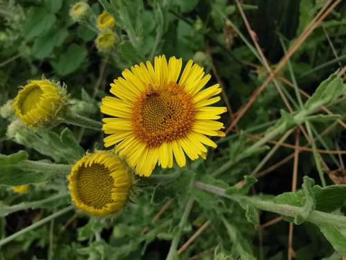 Common Fleabane