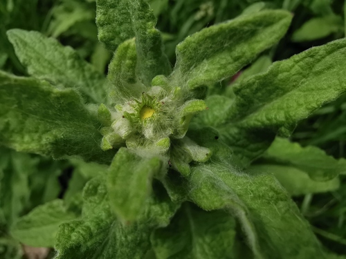 Common Fleabane