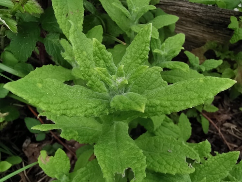 Common Fleabane