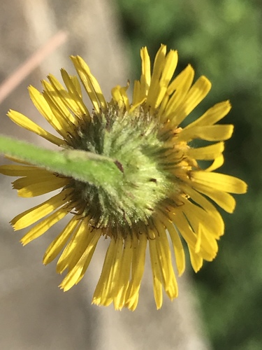 Common Fleabane