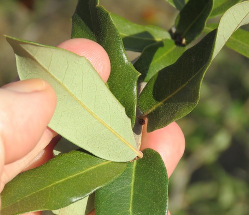 Texas live oak