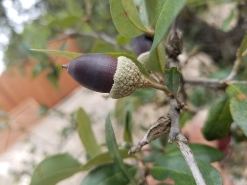 Texas live oak