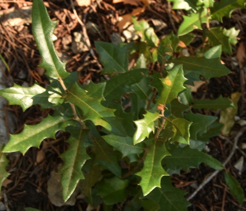 Texas live oak