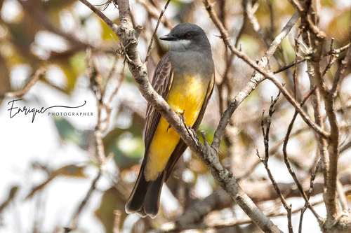 Cassin's Kingbird
