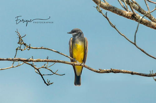 Cassin's Kingbird