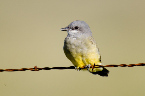 Cassin's Kingbird