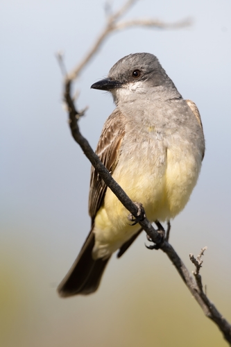 Cassin's Kingbird