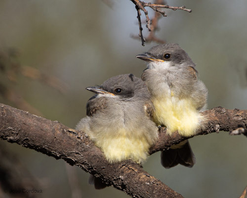 Cassin's Kingbird