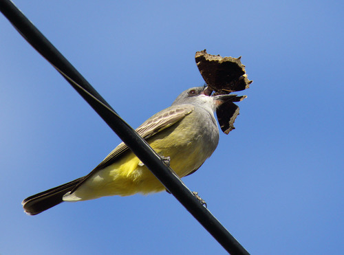 Cassin's Kingbird