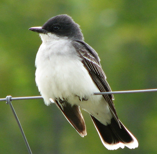 Eastern Kingbird