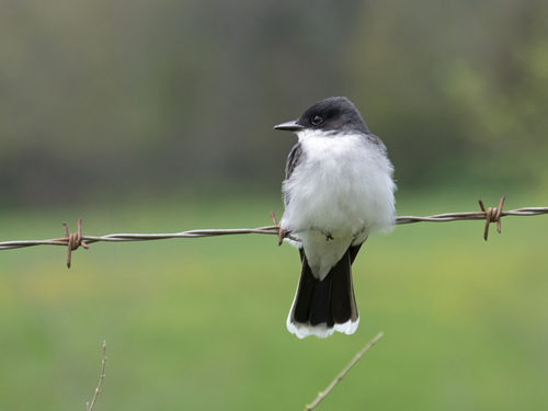 Eastern Kingbird