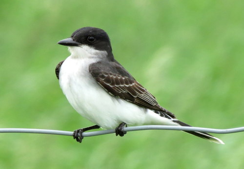 Eastern Kingbird