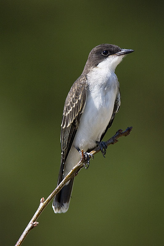 Eastern Kingbird