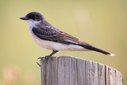 Eastern Kingbird