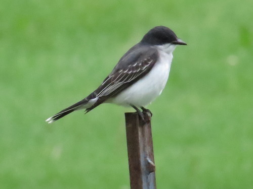 Eastern Kingbird
