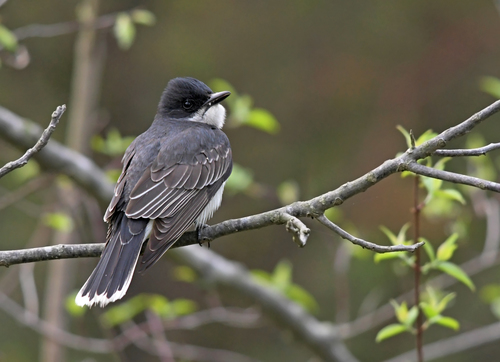 Eastern Kingbird