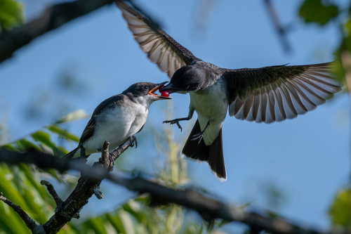Eastern Kingbird