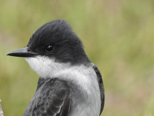 Eastern Kingbird