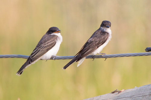 Eastern Kingbird