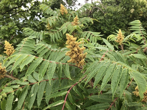 staghorn sumac