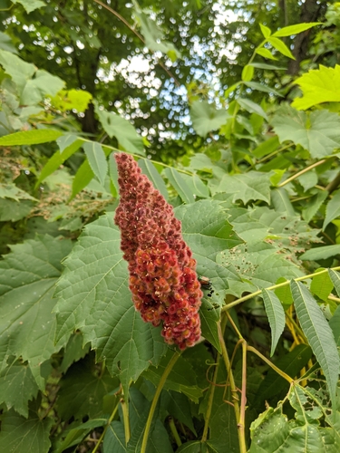 staghorn sumac