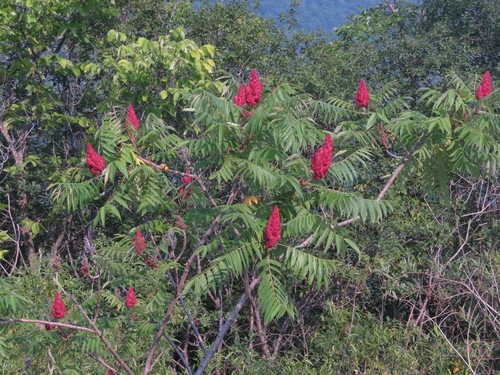staghorn sumac