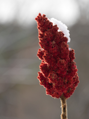 staghorn sumac