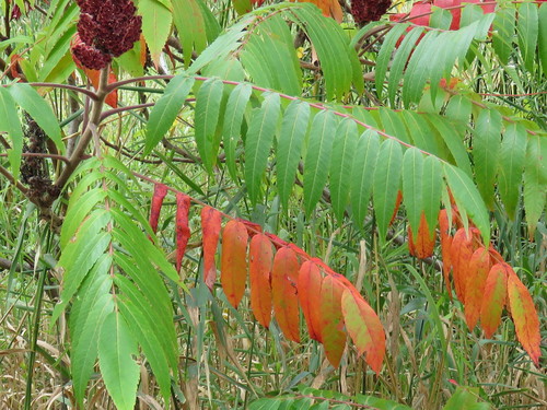 staghorn sumac